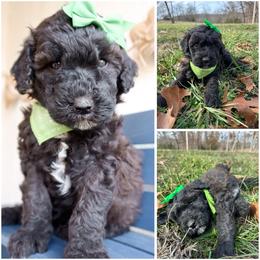 California chocolate - Brown female Whoodle puppy in Smallett, Missouri from Leshas Whoodles