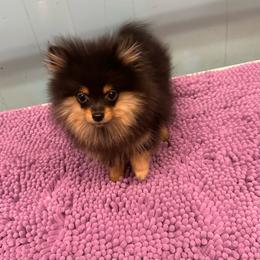 Merry - Black and tan male Pomeranian puppy in Macon, Georgia from Pomflower Pomeranians