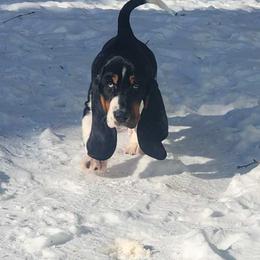 Basset Hound Puppies from Hill Top Basset Hounds & Great Pyrenees