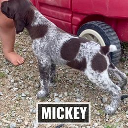 German Shorthaired Pointer Puppies from LyonHeart Kennels