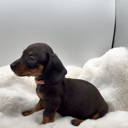 Pink - Black and tan female Dachshund puppy in Goodyear, Arizona from AZ Royal Doxies llc