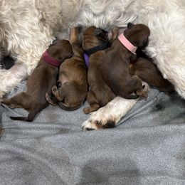 Girl 3 - Wheaten female Whoodle puppy in Pima, Arizona from Schmidt's K9s