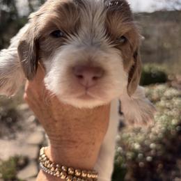 Major - Fawn (Isabella) male Dachshund puppy in Bentonville, Arkansas from T & D Dachshunds by design