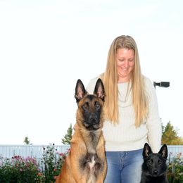 Norwegian Buhunds from Nordlys Norwegian Buhunds