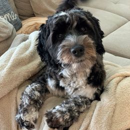 Minnie - Australian Labradoodle