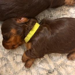 Yellow Girl - Chocolate and tan female Dachshund puppy in Massies Mill, Virginia from Pigeon Hill Dachshunds
