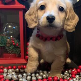 Dachshund Puppies from Karas Royal Dachshunds