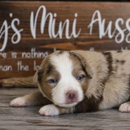 Annie - Red merle female Miniature Australian Shepherd puppy in Lowgap, North Carolina from Baileys Mini Aussies