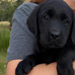Victory - Black female Labrador Retriever puppy in Archer Lodge, North Carolina from Archer Lodge Labradors
