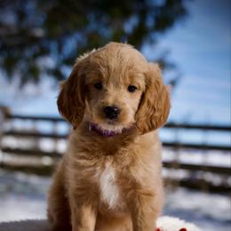 Ziti - Apricot female Goldendoodle puppy in Mc Arthur, California from California Golden Love