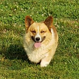 Corky - Pembroke Welsh Corgi