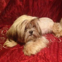 Sarah - Shih Tzu