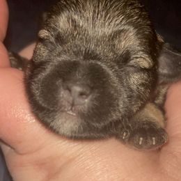 Chance - Salt and pepper Miniature Schnauzer puppy in Troutdale, Oregon from Krystle's Miniature Schnauzers