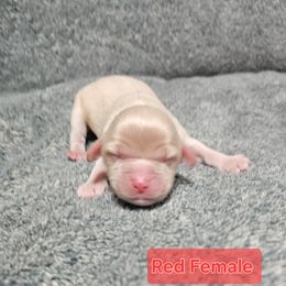 Red Collar Female - Golden female Cockapoo puppy in Mocksville, North Carolina from Hunting Creek Farm & Kennel
