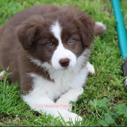 Border Collie Puppies from Double4farms