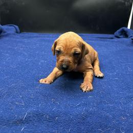 Ridgeless - Wheaten blk nose female Rhodesian Ridgeback puppy in Ocala, Florida from DogWood Kennels