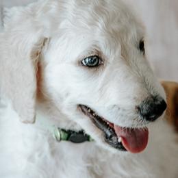 Mr. Pickle - Cream male Goldendoodle puppy in Gotha, Florida from Perlune Farms