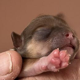 Chihuahua Puppies from Sternheim Stars