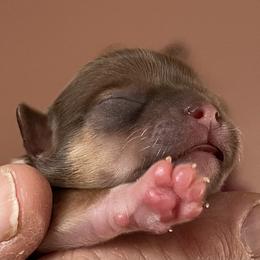 Chihuahua Puppies from Sternheim Stars