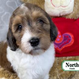North - Sable female Bernedoodle puppy in Milan, Indiana from Doodles & Spice