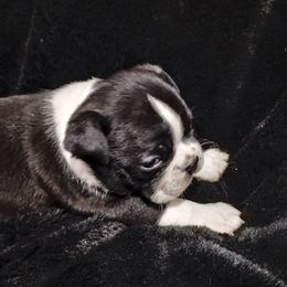 Coal - Black and white male Boston Terrier puppy in Catawba, North Carolina from Lil Wiggles Boston Terriers