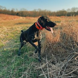 Rayne - German Shorthaired Pointer