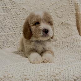 Big Tex (Our Lone Star State litter) - Red  male Goldendoodle puppy in Hopkins County, Texas from Boutique Doodles