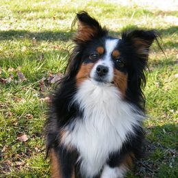 Toy Australian Shepherds from Old County Aussies