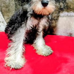 Skadi - Black and silver female Miniature Schnauzer puppy in Neosho, Missouri from Star Light Pups