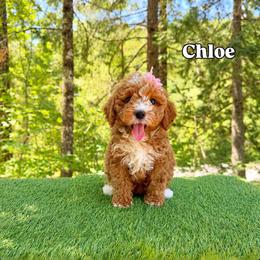Chloe Purple Collar Girl - Red  female Goldendoodle puppy in Roseburg, Oregon from Dbos Furry Friends