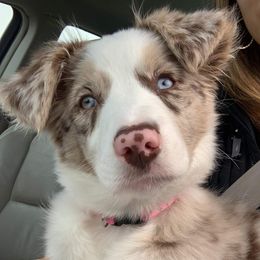 Border Collie Puppies from HC Kennels