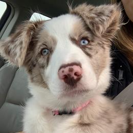 Border Collie Puppies from HC Kennels