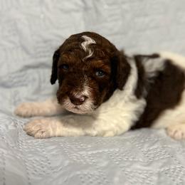 Boy 1 - Parti male Goldendoodle puppy in Ashford, Alabama from Blue Collar Kennel