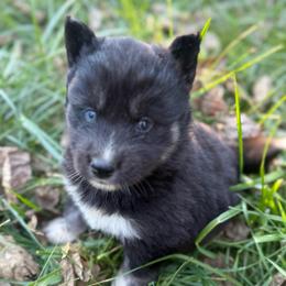 Rook - Black tan and white female Siberian Husky puppy in London, Ohio from Rose Trail Siberian’s