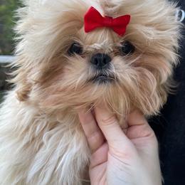 Marzipan - Cream and white male Shih Tzu puppy in Oxford, Mississippi from Sugarcoat Shih Tzu