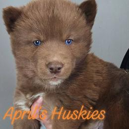 Orange boy - Red and white male Siberian Husky puppy in Terre Haute, Indiana from April's Huskies