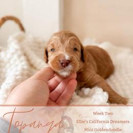 Topanga - Apricot female Goldendoodle puppy in California City, California from Summer Sun Doodles