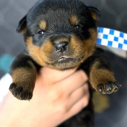 2nd pick Female - Black and mahogany female Rottweiler puppy in Fredericktown, Missouri from Obsessions Rottweiler