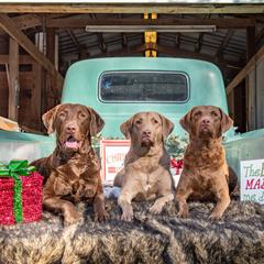 Chesapeake Bay Retrievers from Down Home Chesapeakes