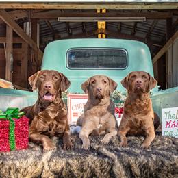 Chesapeake Bay Retrievers from Down Home Chesapeakes