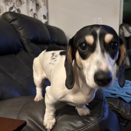 Max - Dachshund