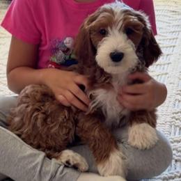 Ike - Red  male Goldendoodle puppy in Yuciapa, California from AlltheDoodlez_