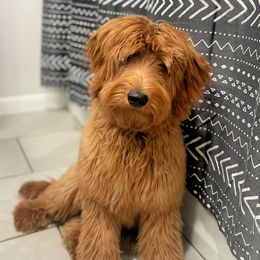 Gunner - Goldendoodle