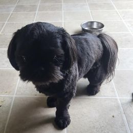 Buddy - Shih Tzu