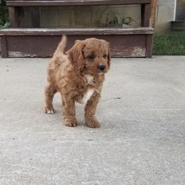 Coby - Red male Cavapoo puppy in Mint Hill, North Carolina from DoodleForever