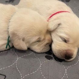 Boy 2 - Yellow male Labrador Retriever puppy in Hutto, Texas from Texas Bluebonnet Labs