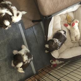 Shih Tzu Puppies from Sandi's Shih Tzu