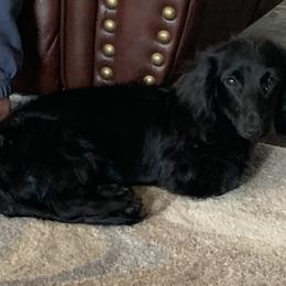 Sable - Dachshund