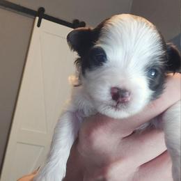 Boy2 - Chocolate male Havanese puppy in Columbus, Ohio from Havanese Puppies Columbus
