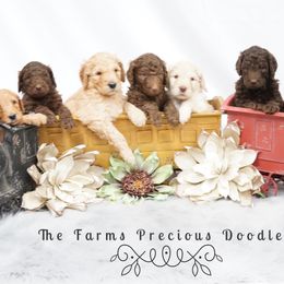 Goldendoodle and Sheepadoodle Puppies from The Farms Precious Doodles